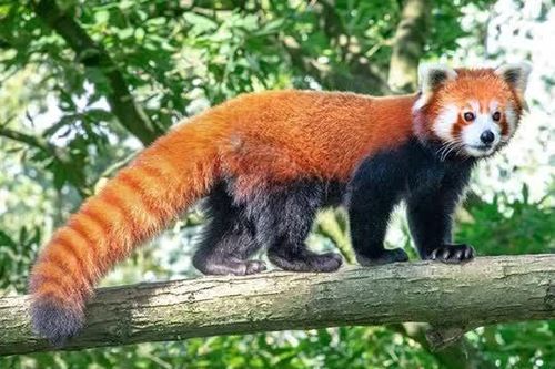 Gấu trúc đỏ - Loài động vật độc đáo đang đứng trước nguy cơ tuyệt chủng