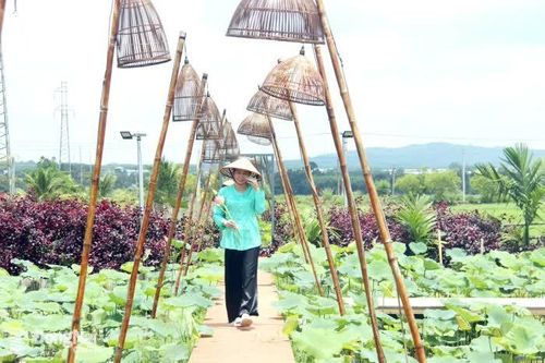 Hẹn về ngày sen nở