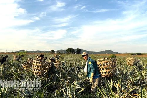 Ninh Bình đón đầu xu thế nông nghiệp hữu cơ
