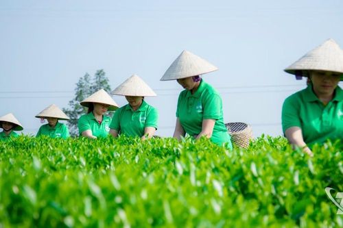 Khát vọng xanh giữa đồi chè Phú Thịnh
