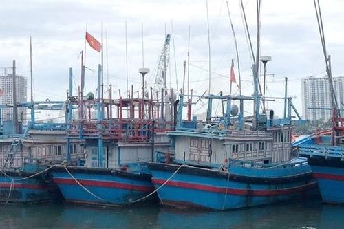 Nhiều tàu cá đánh bắt xa bờ ở Khánh Hòa đã… nằm bờ