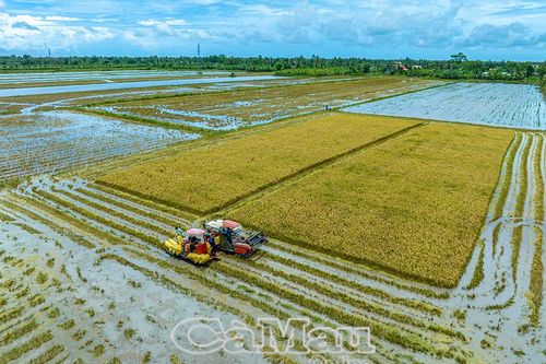 Lúa hè thu cuối mùa: Nông dân lỗ nặng