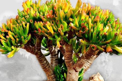 Ban công trồng cây này, đảm bảo chiêu tài hút lộc