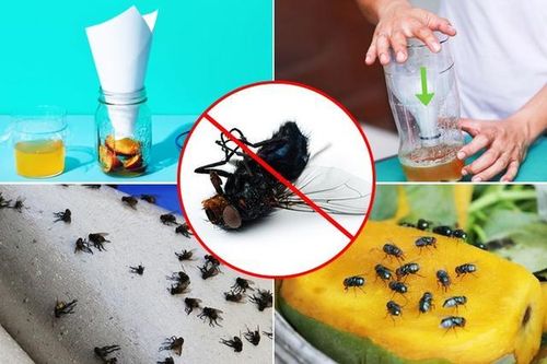 Chỉ cần đặt thứ này trong nhà, ruồi không dám bén mảng tới