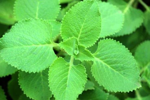 Bí quyết dưỡng sinh trong mùa thu
