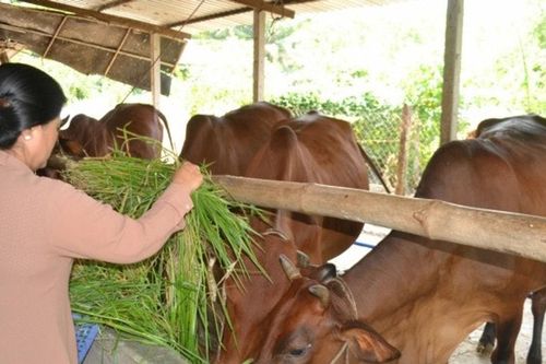 Ngành chăn nuôi: Nỗ lực vượt khó, ổn định nguồn cung