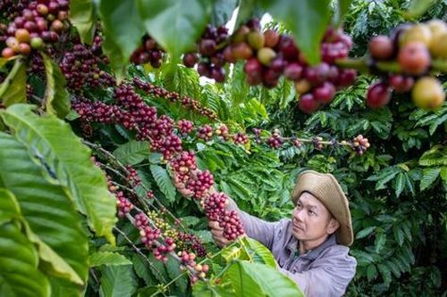 Cà phê xuất khẩu: Thiết lập kỷ lục mới