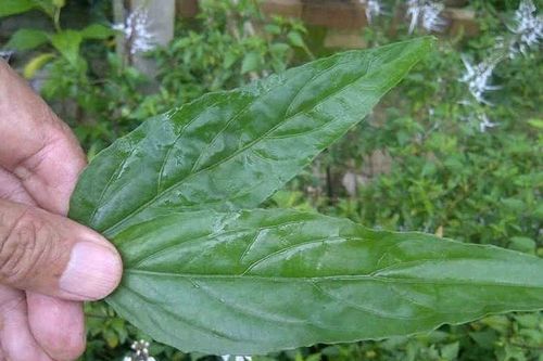 Rau mọc bờ rào xưa không ai ngó nay cả trăm nghìn/kg dân phố thích mê