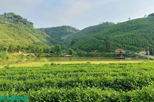 Thay đổi tư duy để gia tăng giá trị cho cây chè