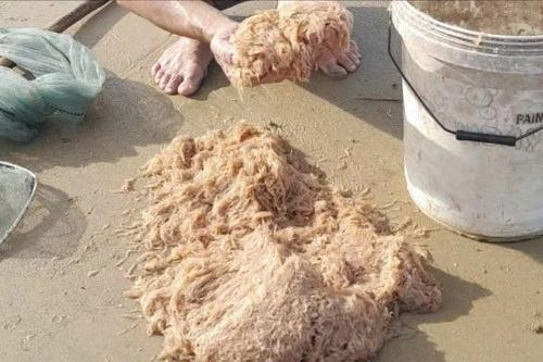 Đi vớt ruốc như đi tắm biển buổi sáng