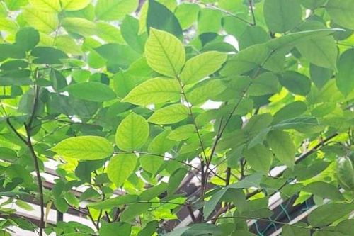Lá khế có 4 công dụng, chữa bệnh gì tốt nhất?