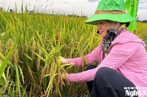 Những giống lúa chất lượng, an toàn và năng suất cao cho vụ xuân 2026 của Tập đoàn ThaiBinh Seed