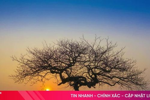 Podcast Tản văn: Cây đa làng