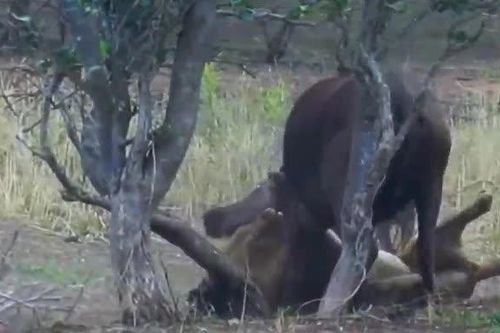 CLIP: Sư tử đực hạ gục hai mẹ con trâu rừng dã man