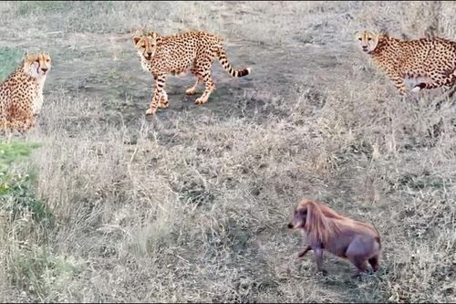CLIP: Lợn bướu hung dữ, đuổi 3 con báo cheetah chạy 'trối chết'
