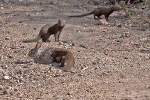 CLIP: Đàn cầy mongooses tấn công thỏ rừng