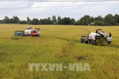 Lúa giống giúp chuỗi xuất khẩu gạo chất lượng hơn