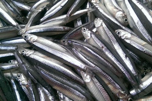 3 loại cá được Mỹ đánh giá ít nhiễm thủy ngân, ở chợ Việt bán rất rẻ, gặp phải mua ngay