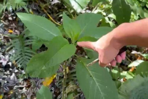 Ăn rau dại mọc ven đường và uống trà ô long, ba chị em xảy ra chuyện sau ít phút