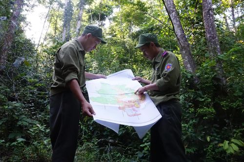 Tập trung điều tra, cập nhật hiện trạng rừng
