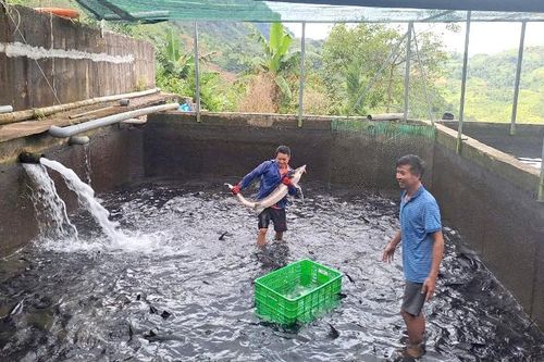 Giá cá tầm liên tục giảm