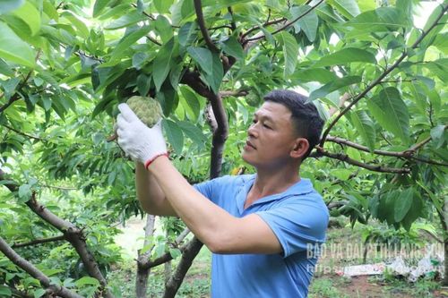 Đổi đời nhờ trồng na