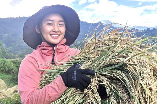 Mùa gặt dưới chân núi Ngựa Thần