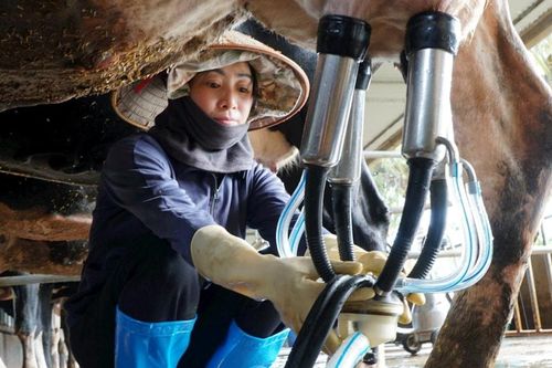 Liên kết tiêu thụ - chìa khóa nâng giá trị nông sản ở Hiệp Thạnh