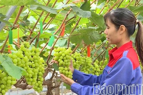 Kỳ 1: 'Nông dân 4.0' làm giàu trên quê hương