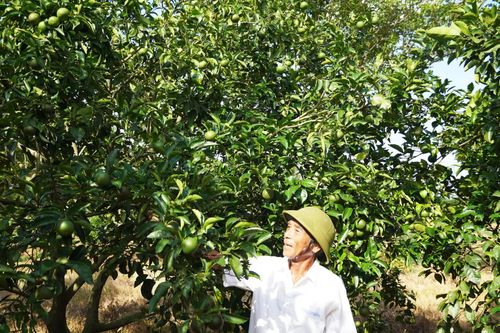 Ba nông dân Quảng Trị là 'Nông dân Việt Nam xuất sắc' và 'Nhà khoa học của nhà nông' năm 2025