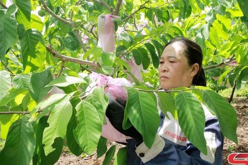 Bám sát cơ sở, cùng nông dân sản xuất