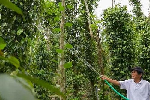 Đà Nẵng: Xã Phú Ninh duy trì đạt xã nông thôn mới sau sáp nhập