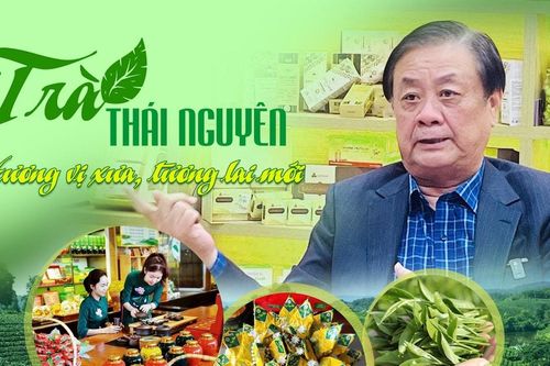 Trà Thái Nguyên - Hương vị xưa, tương lai mới