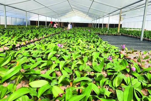 Tín dụng mở lối cho giấc mơ nông nghiệp hiện đại