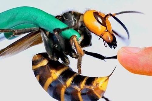 Liên tiếp nhiều trường hợp bị ong đốt gây tử vong