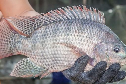 Bác thông tin cá rô phi là thực phẩm độc hại