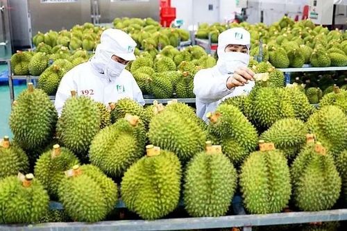 Nông sản Việt vượt 45 tỷ USD sau 8 tháng