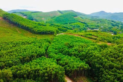 Quảng Trị: Tăng tỷ lệ che phủ rừng, cải thiện sinh kế người dân