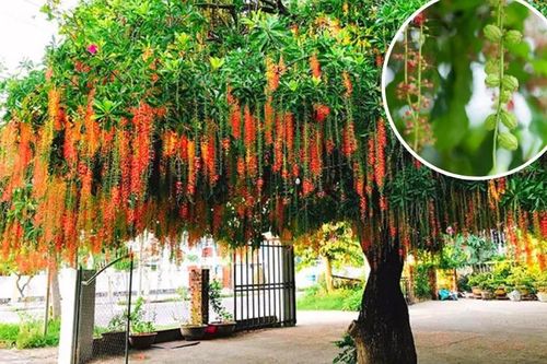 6 cây phong thủy nên trồng trước nhà