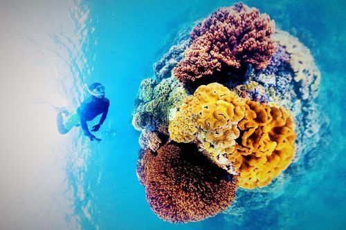Mê mẩn thế giới san hô đầy sắc màu dưới biển Gia Lai qua bộ môn Freediving