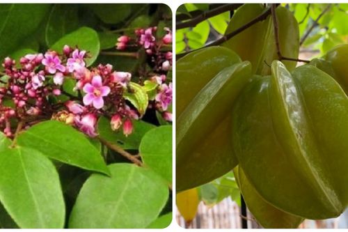 Lá khế có tác dụng gì với sức khỏe?