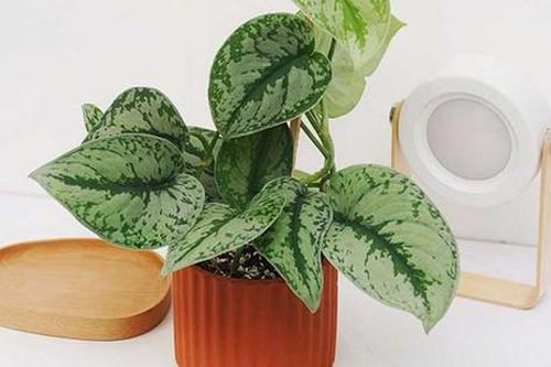 Phụ nữ tuổi 40 trở lên: Trồng 3 loại cây này, không khí trong lành, tiền bạc thêm vượng