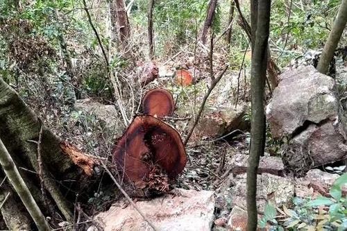 'Rỉ máu' ở Vườn Quốc gia Ba Bể: 41 cây nghiến bị chặt hạ 'kinh hoàng'