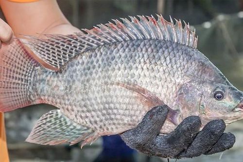 Thực hư thông tin ăn cá rô phi gây nguy hại sức khỏe đang lan truyền trên mạng