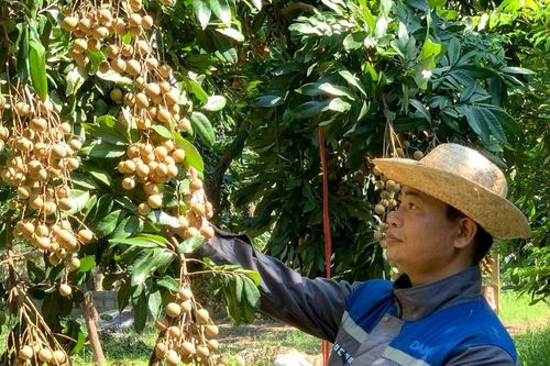 Bảo tồn và nhân rộng giống nhãn đặc sản ở Hưng Yên