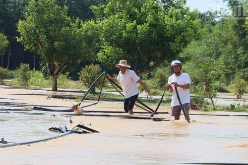 Nước thượng nguồn đổ về gây ngập nhà dân và nhiều diện tích cây trồng
