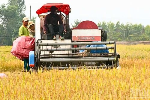 Giá lúa giảm, nông dân lo thua lỗ