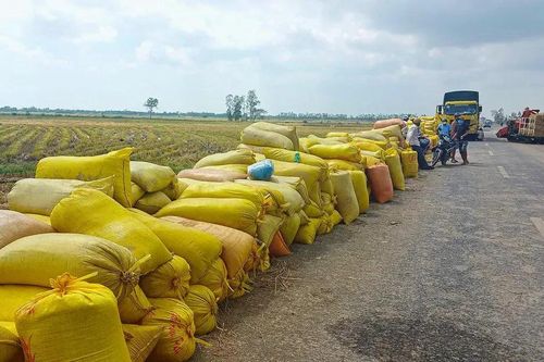 Thủ tướng chỉ đạo ổn định giá lúa, hỗ trợ nông dân ĐBSCL