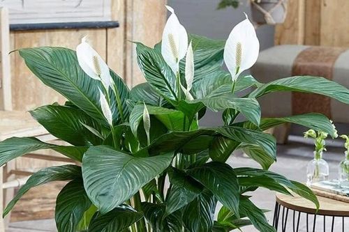 Cây phong thủy giúp con cháu đỗ đạt, tài khí vượng trong nhà