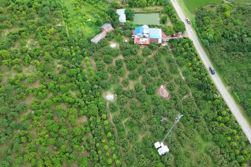 'Cây làm giàu' là cây gì mà bao phủ cả một xã ở Phú Thọ?